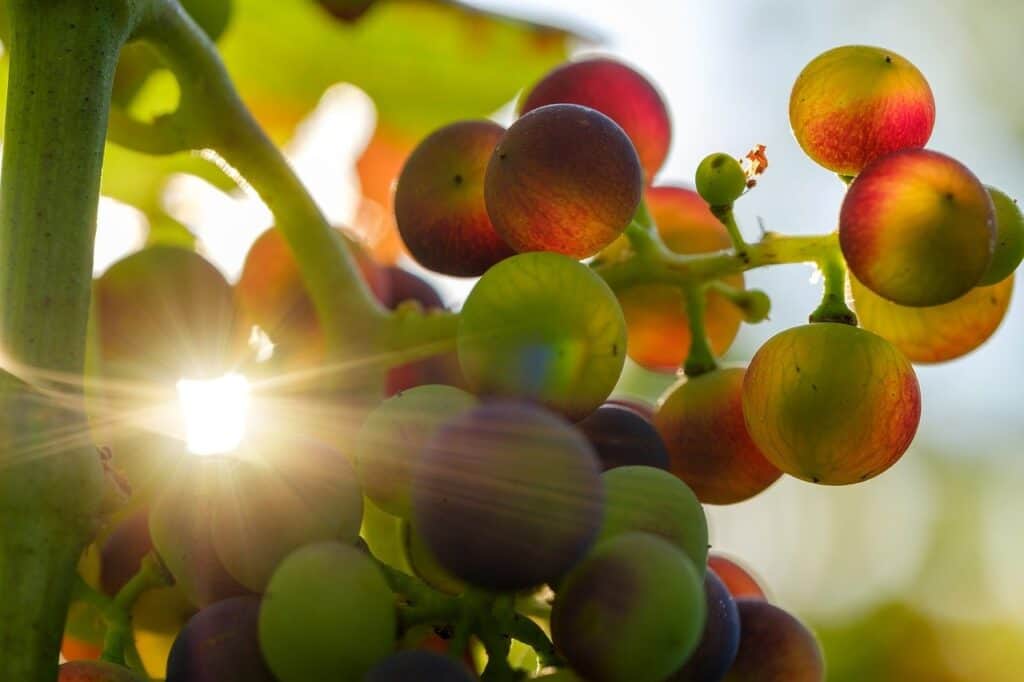 grapes, sun, sunbeams-3550730.jpg