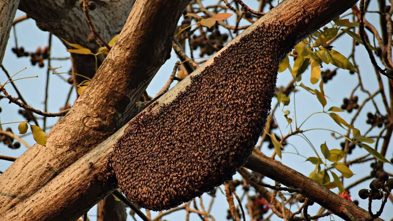ミツバチ、蜂の巣、養蜂-4060349.jpg