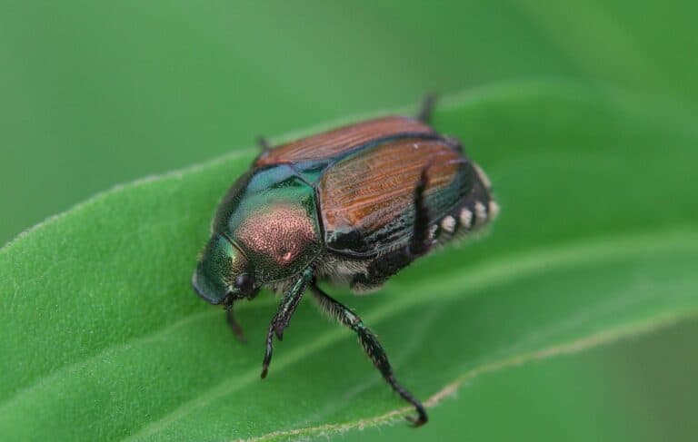 11-facts-about-japanese-beetles-eyouagro