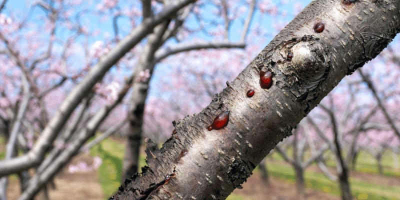necrotic ringspot cherry tree