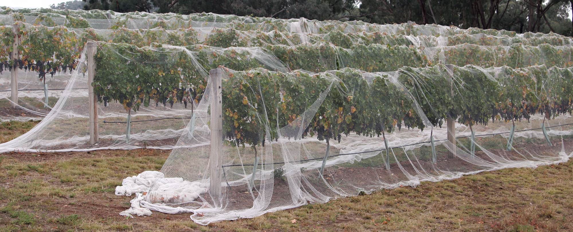 Drape netting pulled over whole vineyard rows and gathered on the ground between rows