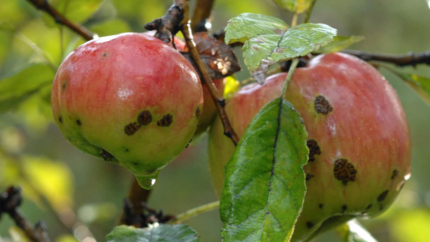 pests apple scab opt