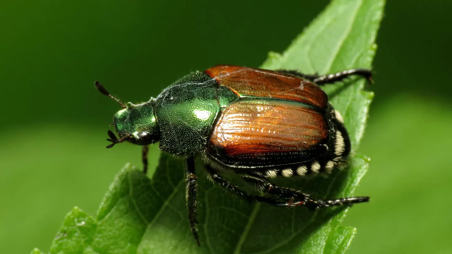 tlc.japanese beetle katja schulz flickr