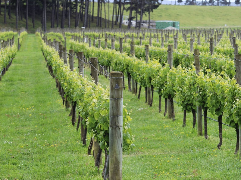 vineyard 2