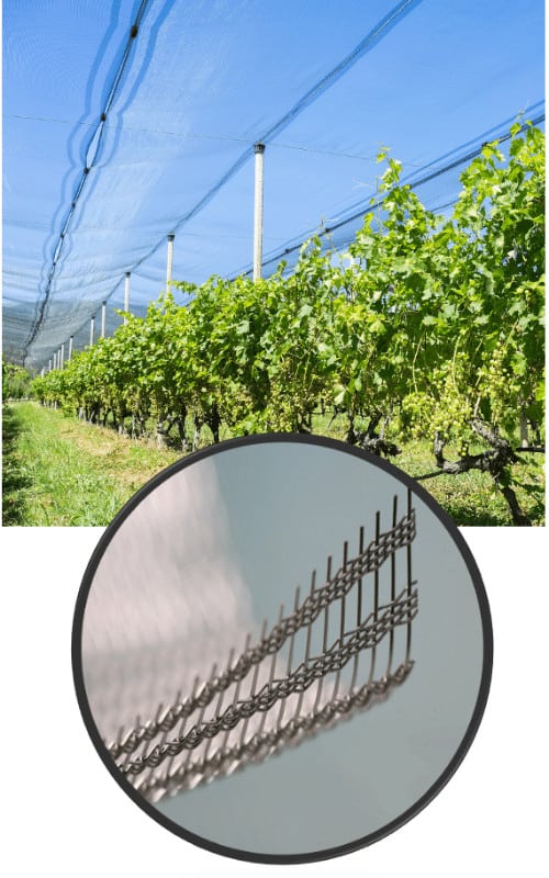 vineyard hail netting detail