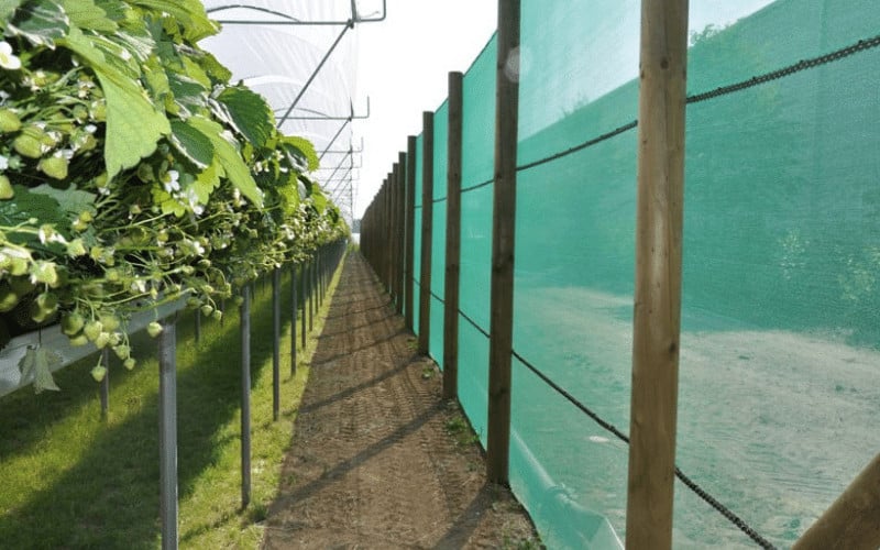 windbreak netting for vineyard