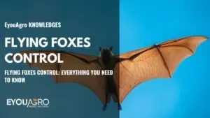 flying foxes control