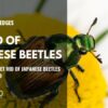 se débarrasser des scarabées japonais