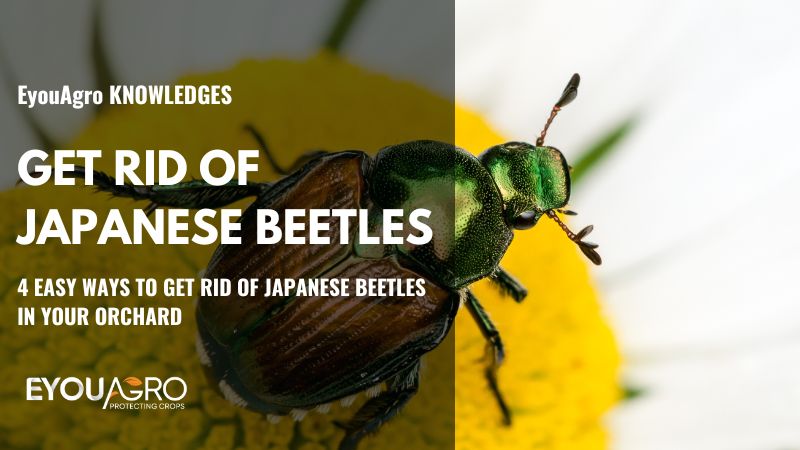 deshacerse de los escarabajos japoneses