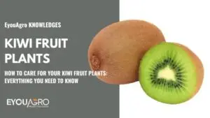 kiwi fruit