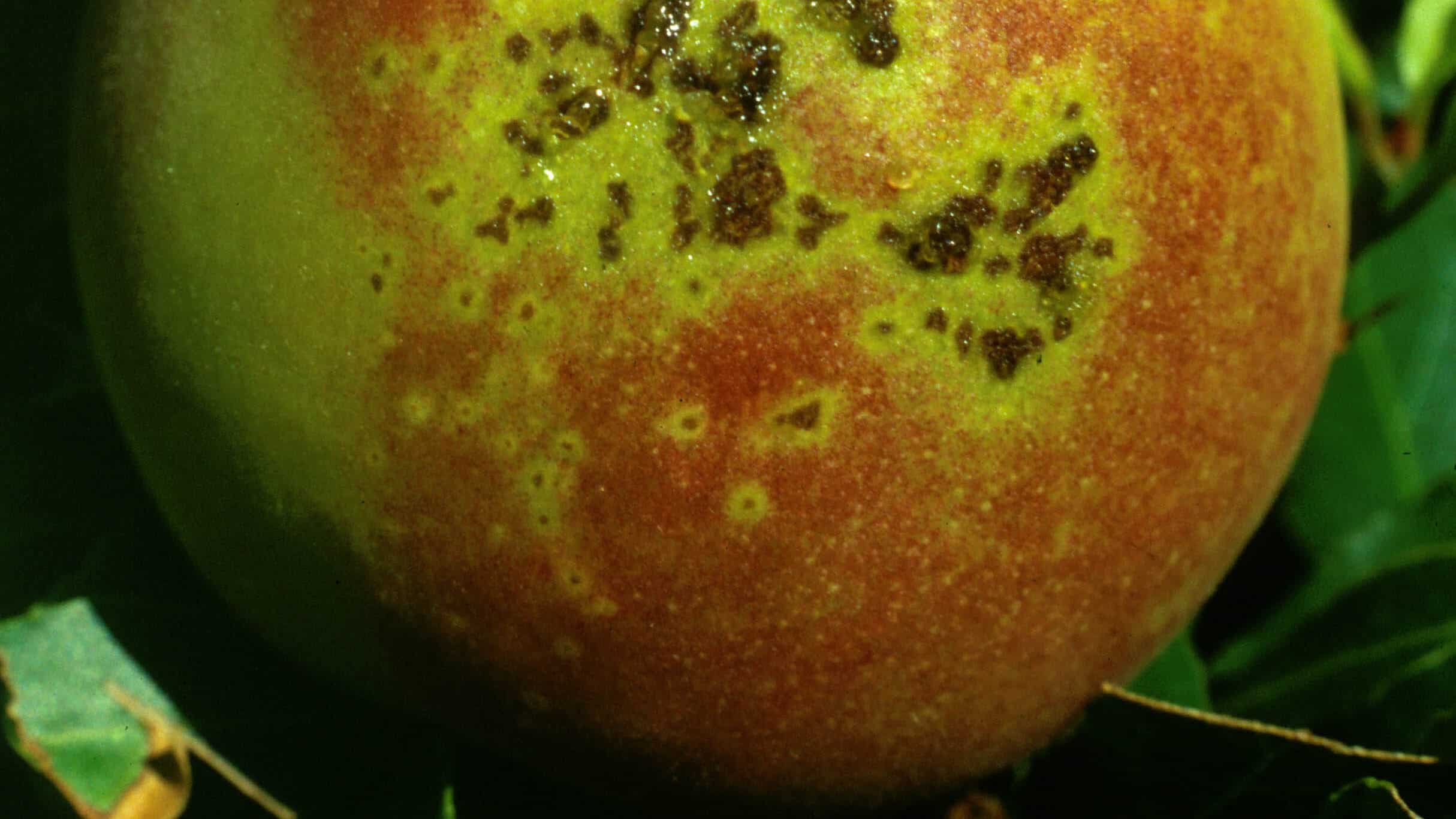 bacterial spot peach