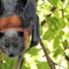 bat, wild, wildlife-2639114.jpg