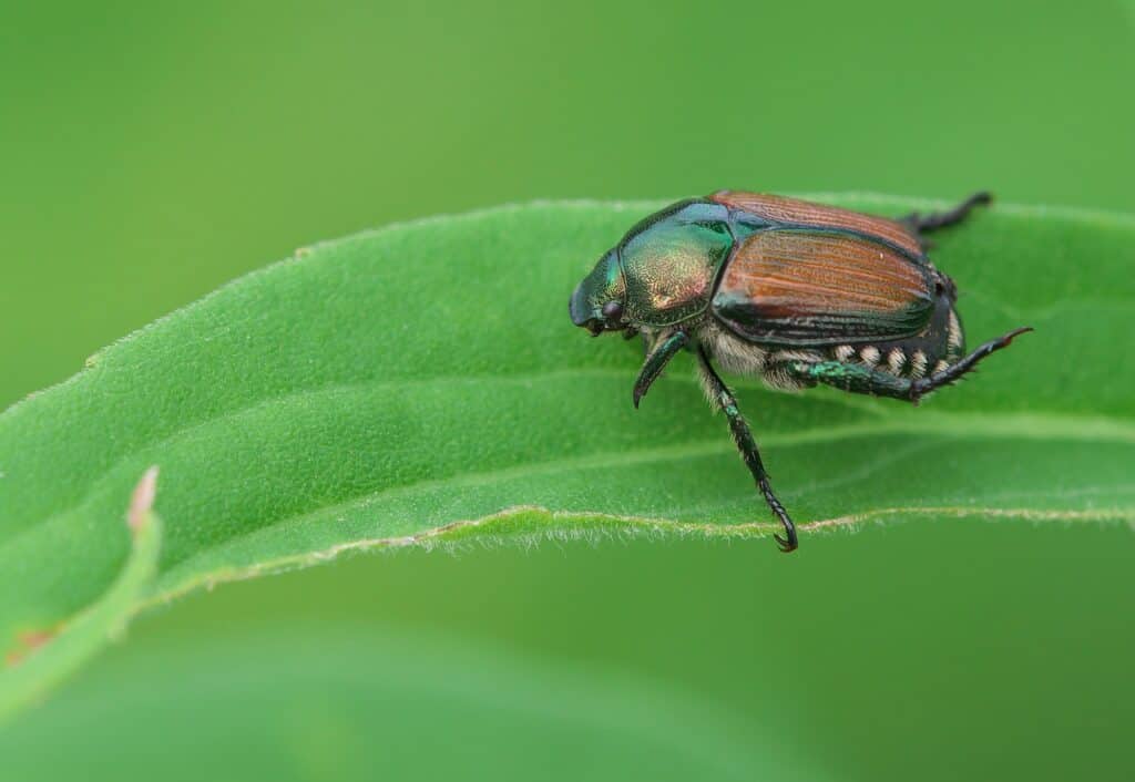 scarabée japonais, scarabées, insectes-4360261.jpg