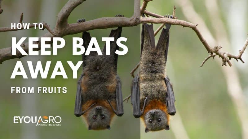 keep bats away from fruits