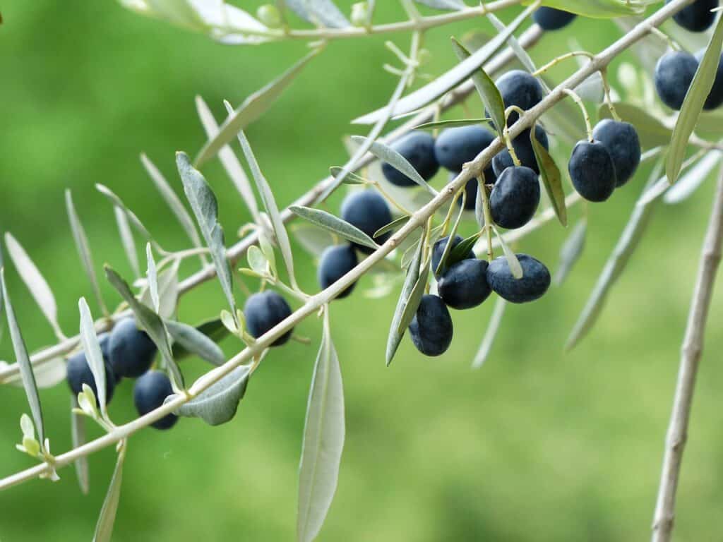 aceitunas, rama de olivo, fruta-357851.jpg