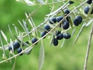 azeitonas, ramo de oliveira, fruta-357851.jpg