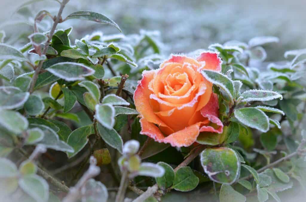 バラ、霜、冬-490947.jpg
