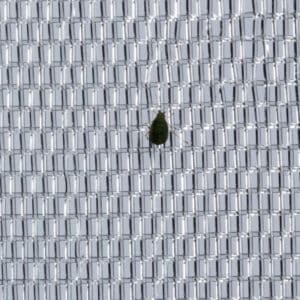Filet anti-insectes 40 mailles 2
