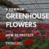 5 greenhouse flowers