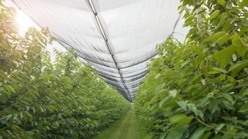 agriculture netting