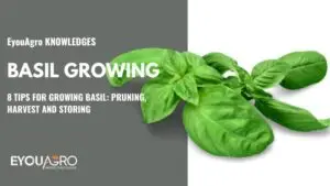 basil growing