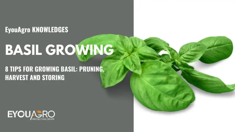 basil growing