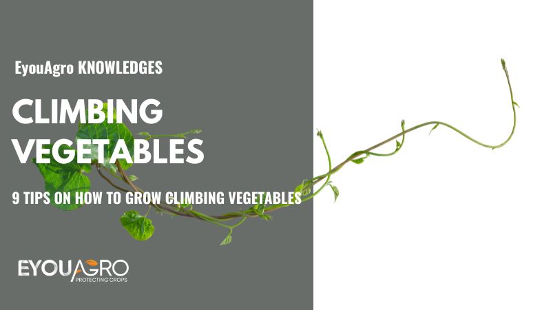 groenten klimmen