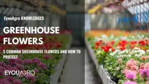 greenhouse flowers