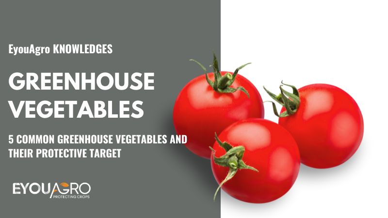 greenhouse vegetables