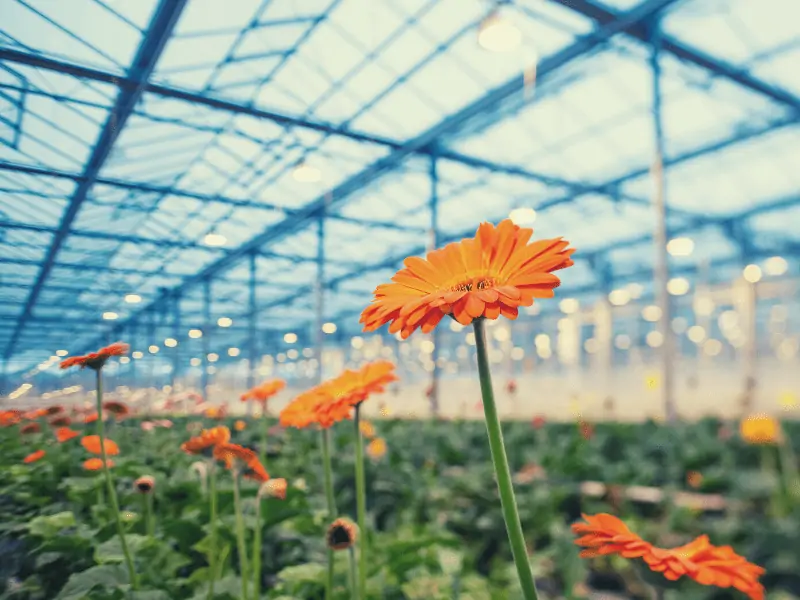 greenhouse 800x600