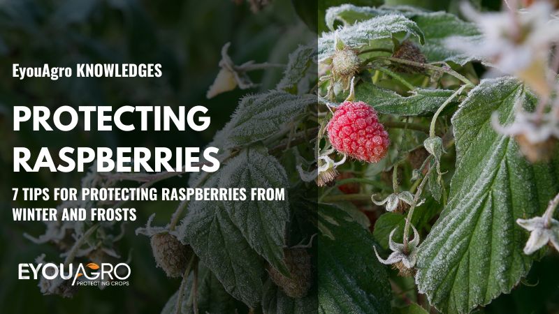 7 TIPS FOR PROTECTING RASPBERRIES FROM WINTER AND FROSTS