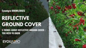 reflective ground cover