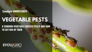 vegetable pests
