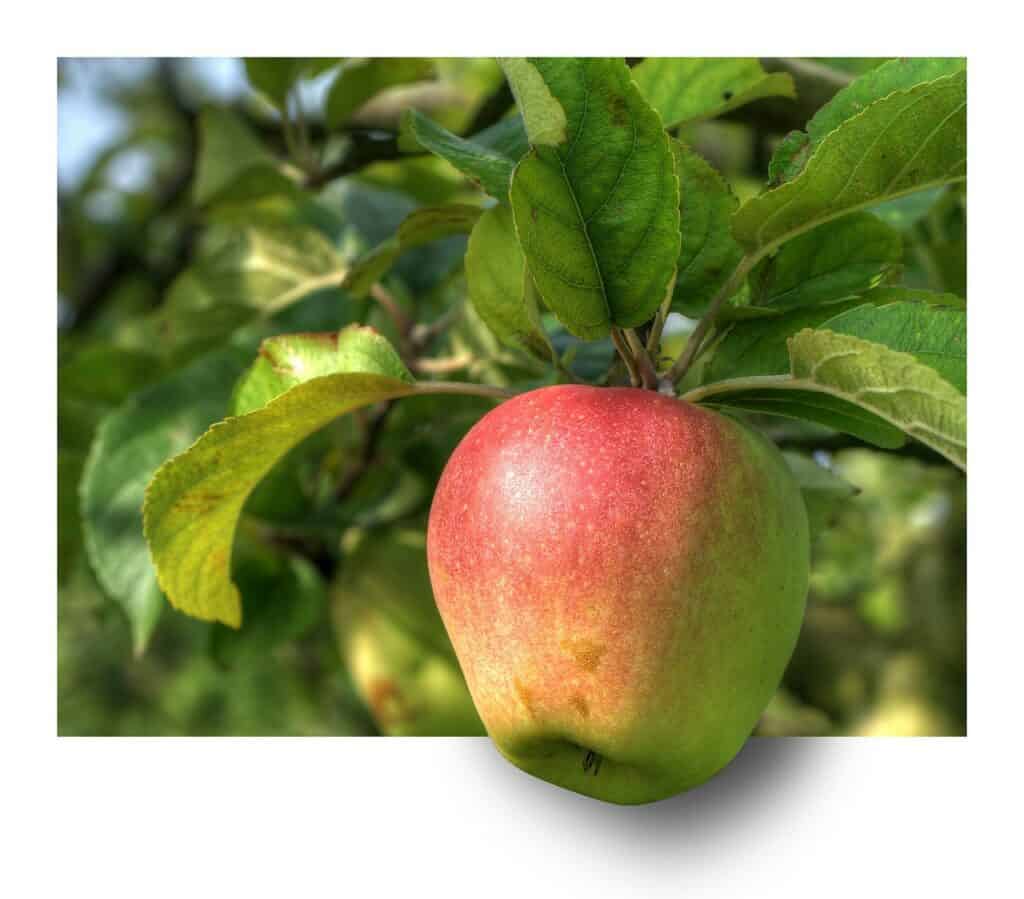 apple, fruit, apple tree-191004.jpg