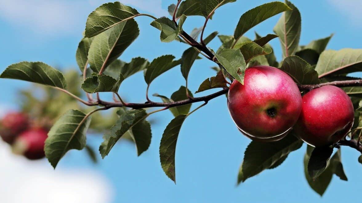 りんご、りんごtree.jpg