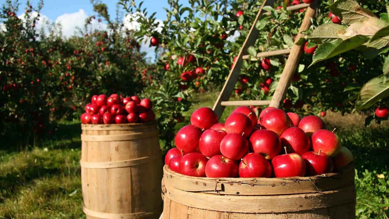 リンゴ、果物、果樹園.jpg