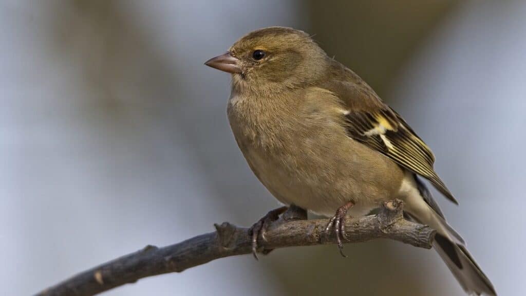 6 Ways On How To Protect Raspberries From Birds ｜ EYOUAGRO