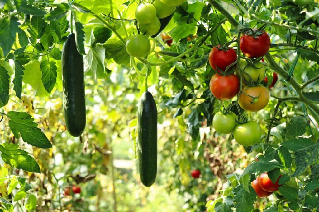 cucumber plant, tomato plant, vegetable garden-6614241.jpg