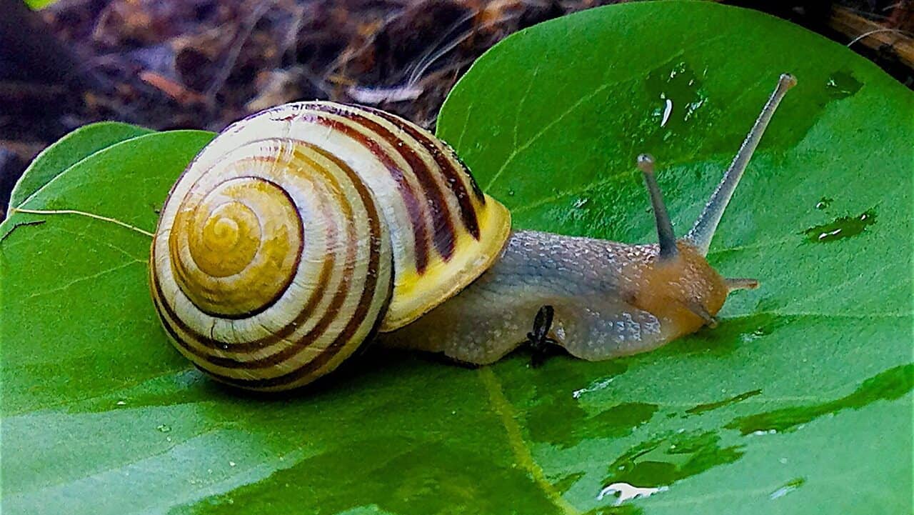 garden snail, snail, garden cone snail-1124028.jpg