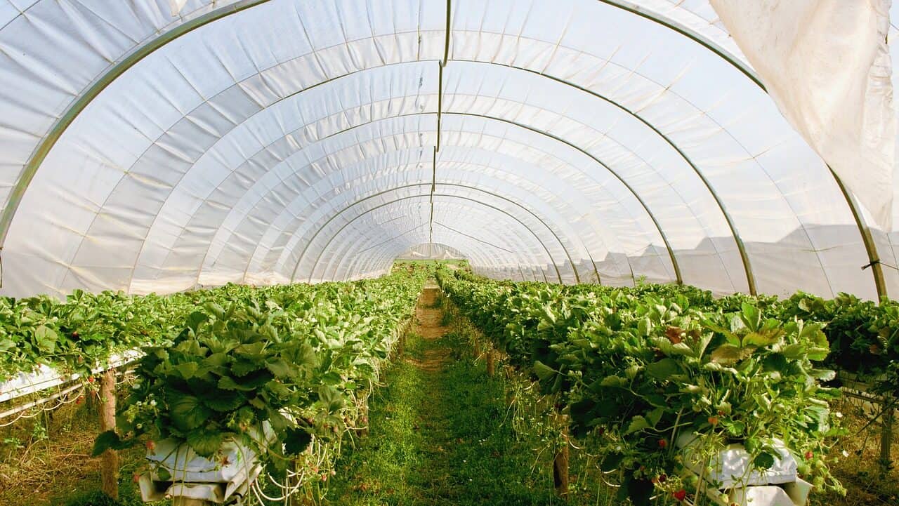 greenhouse, plants, strawberries-2096497.jpg