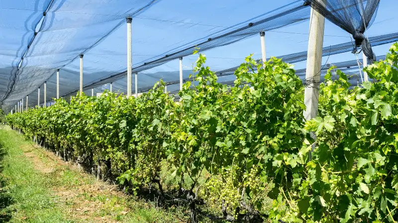 What is the Optimal Hail Netting Shading Rate for Apple Growth?