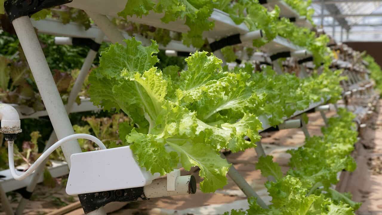 hydroponics, greenhouse, lettuce-4255403.jpg