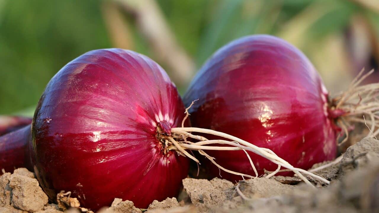 onion, bed, roots-1565604.jpg