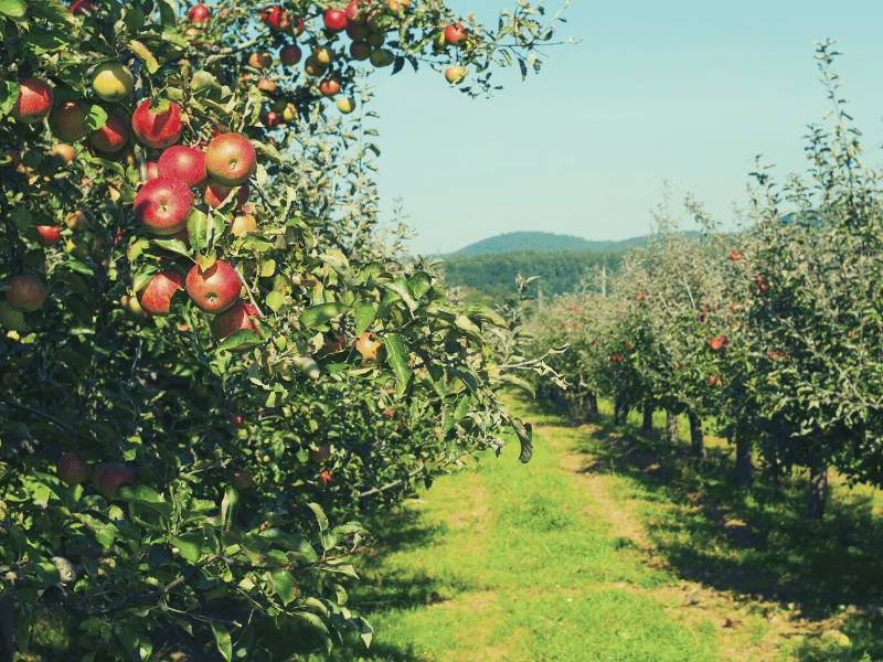 Orchard