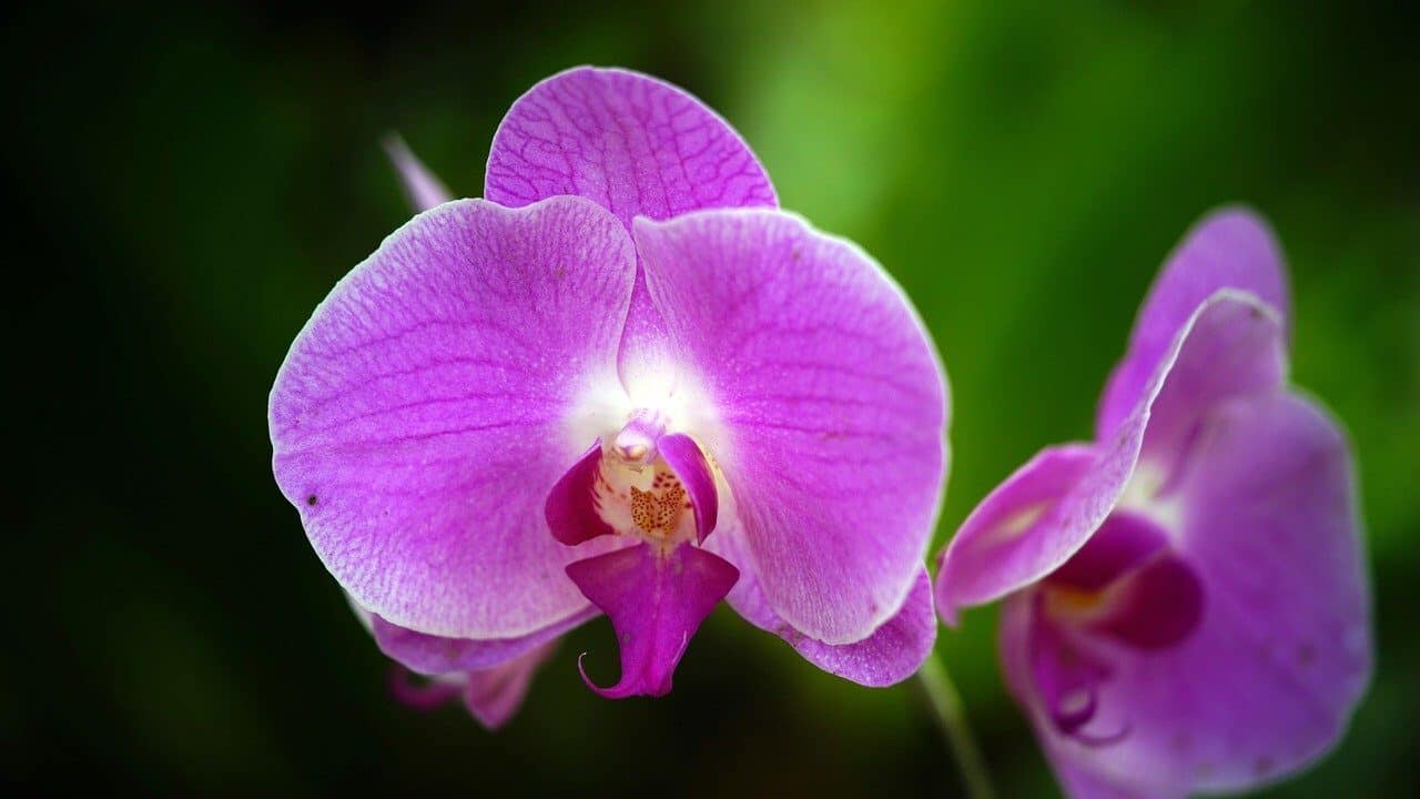 orquídeas, flores, bloom-6402604.jpg