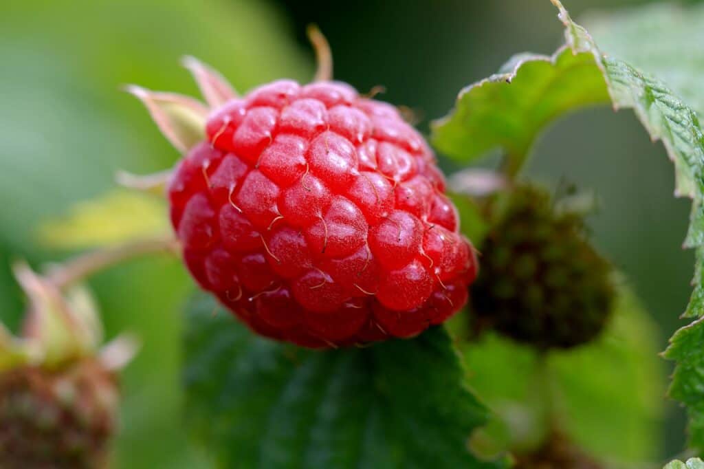 raspberry, red, fruit-4447240.jpg