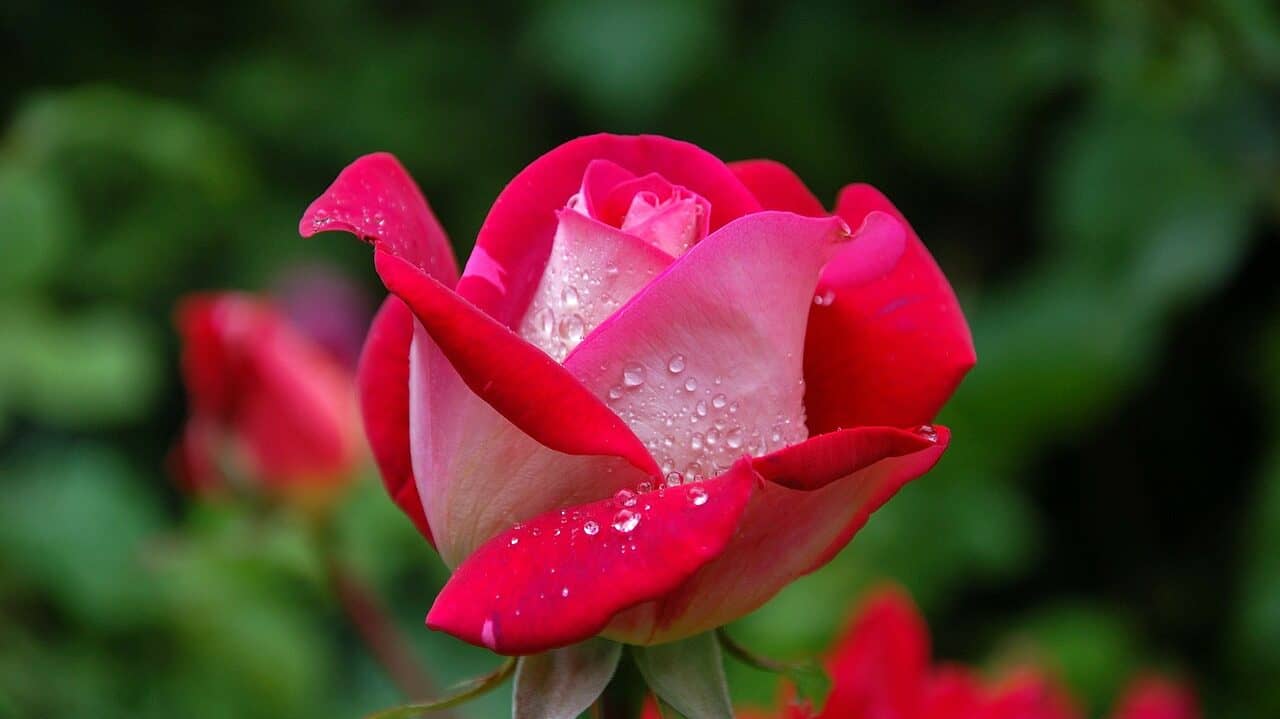 rosa, flor, rocío-339236.jpg