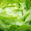 salad, lettuce, green-3492398.jpg