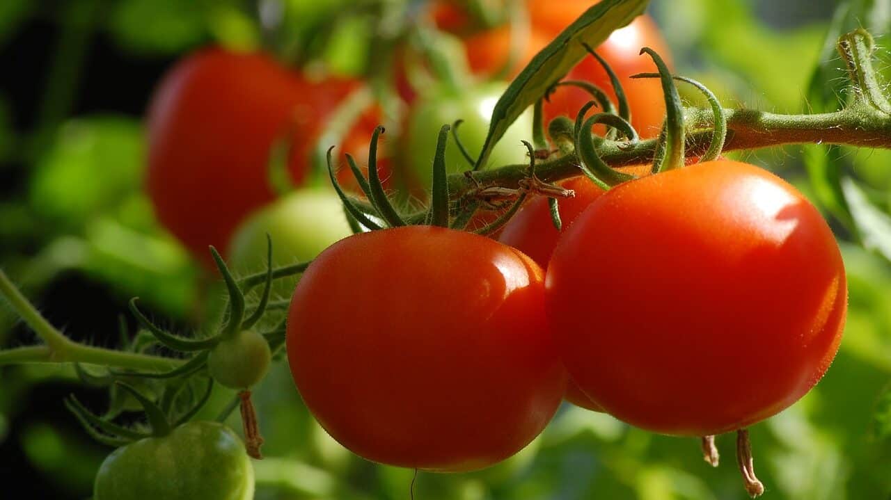 tomato, growth, food-2643774.jpg