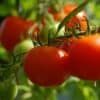 tomate, crecimiento, comida-2643774.jpg
